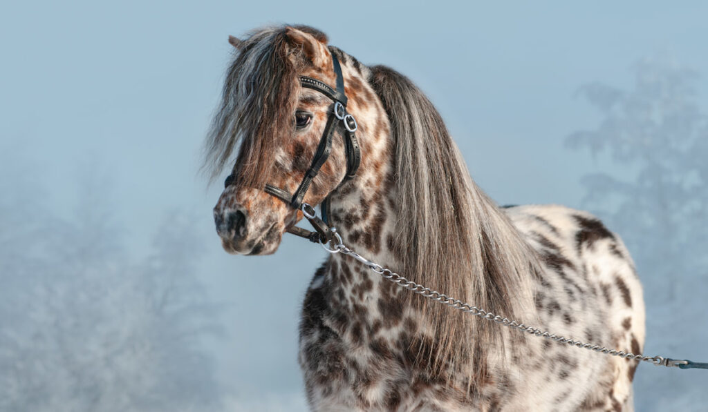Portrait of Appaloosa miniature horse in winter landscape 