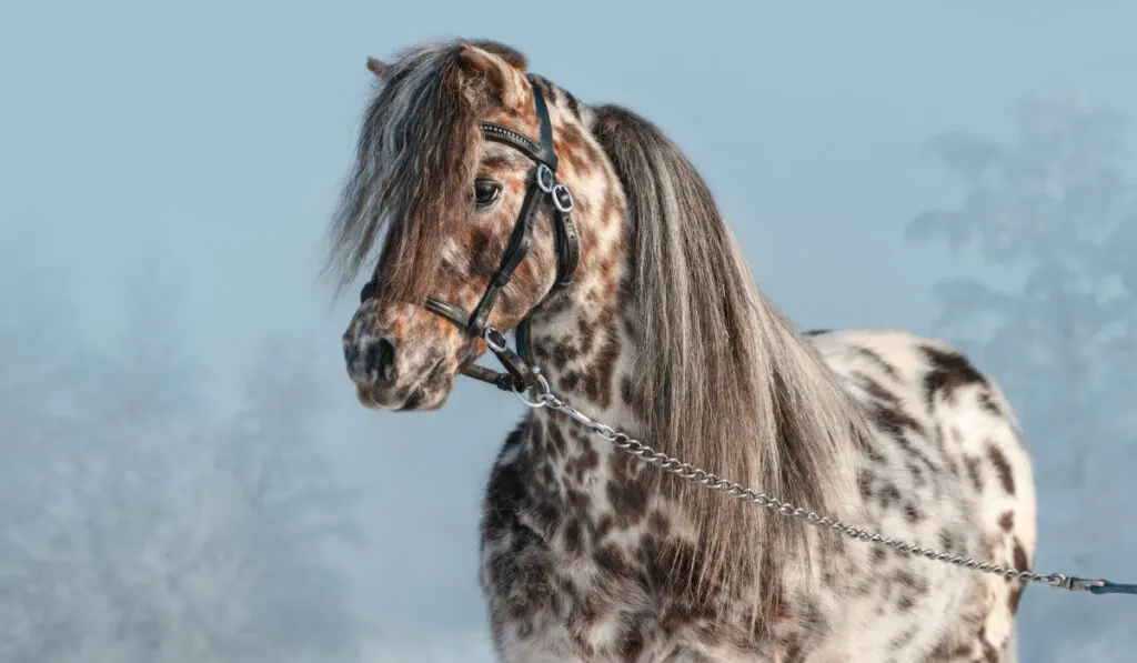 Portrait of Appaloosa miniature horse in winter landscape.  ee220329