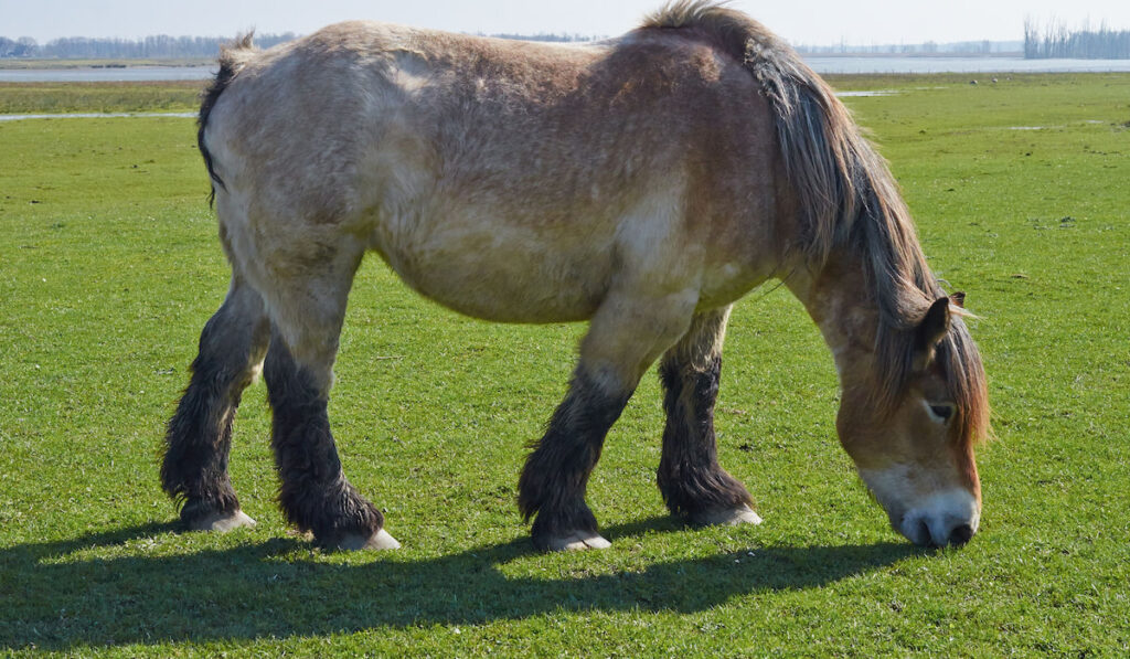 Portrait of Ardennes horse grazing