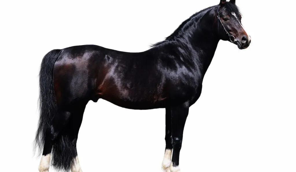 Portrait of Trakehner Stallion on white background