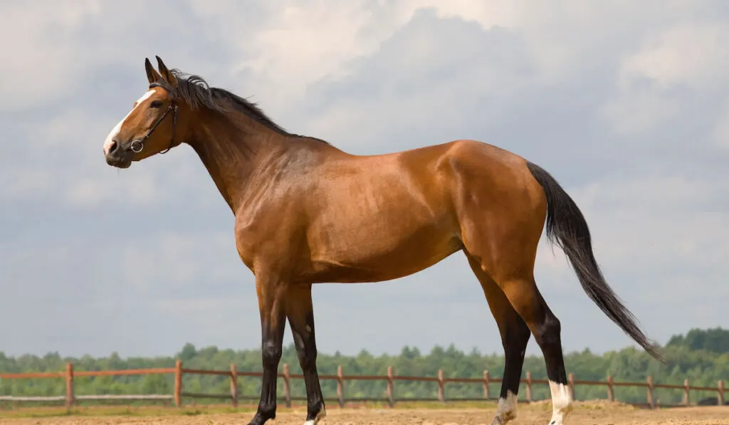 Portrait of a Westphalian Horse in meadow