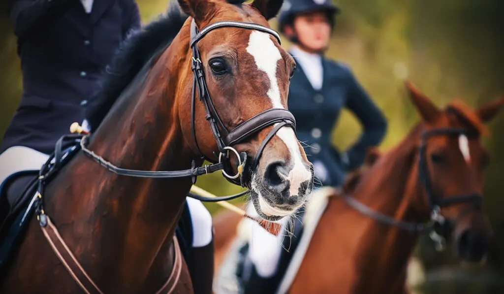 Portrait of a beautiful Bay horse with a rider sitting in the saddle, and in the background there is another horse saddled by a rider.