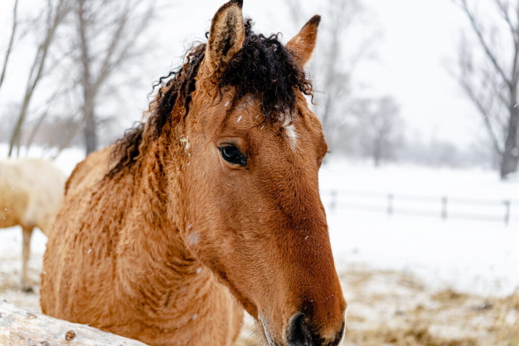 Portrait of a beautiful curly brown horse in winter. Snowy weather.