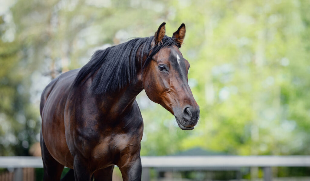 Portrait of a beautiful old showjumping trakehner horse in summer