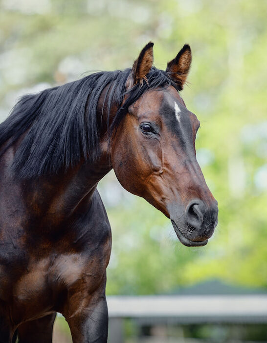 beautiful old showjumping trakehner horse in summer