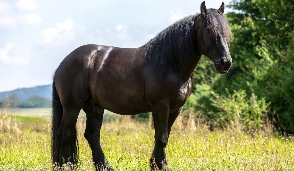 Portrait of a black percheron draft horse gelding standing on a wildflower in summer outdoors