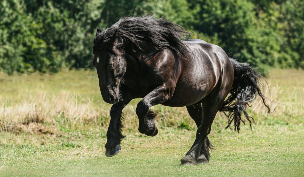 Portrait of a black percheron horse gelding running across a pasture in summer outdoors
