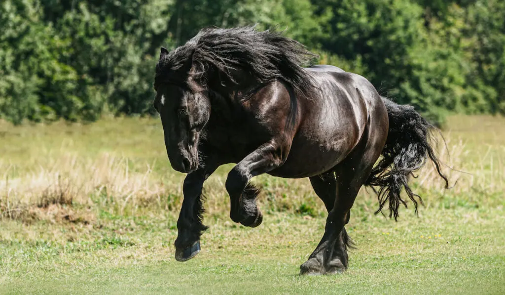 Portrait of a black percheron horse gelding running across a pasture in summer outdoors