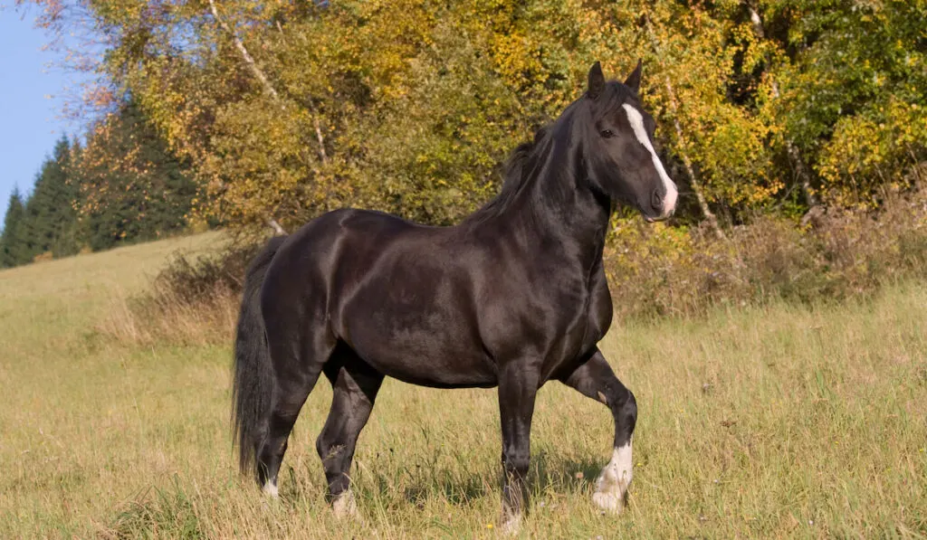 Portrait of a black welsh pony