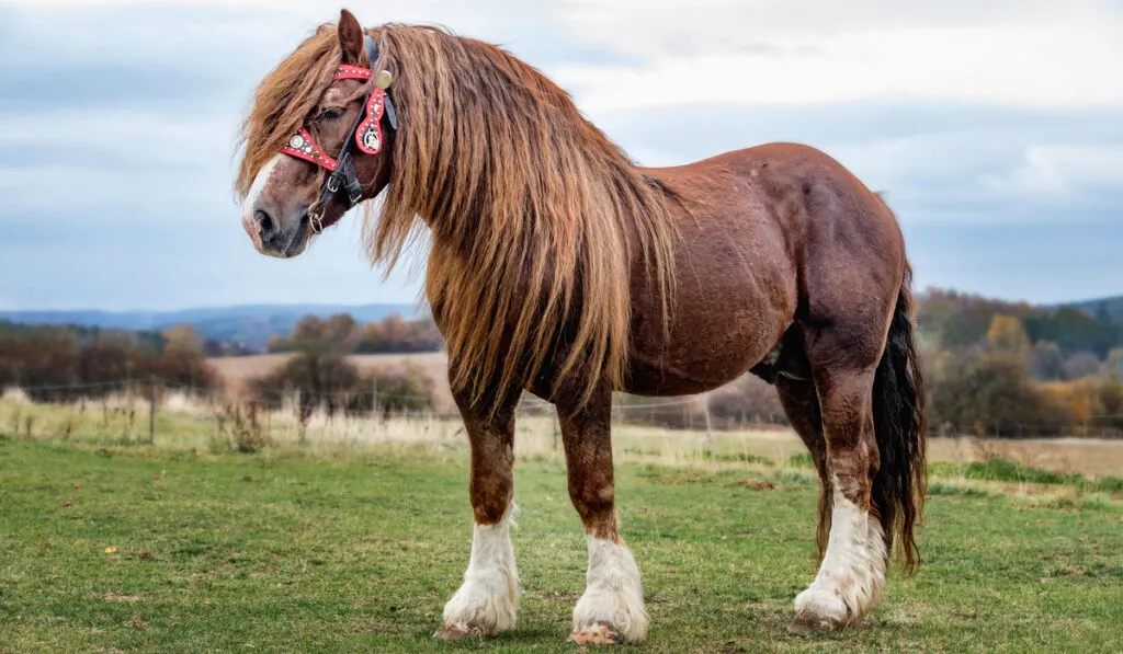 Portrait of a brown stallion Percheron with beautiful mane and harness on autumn land