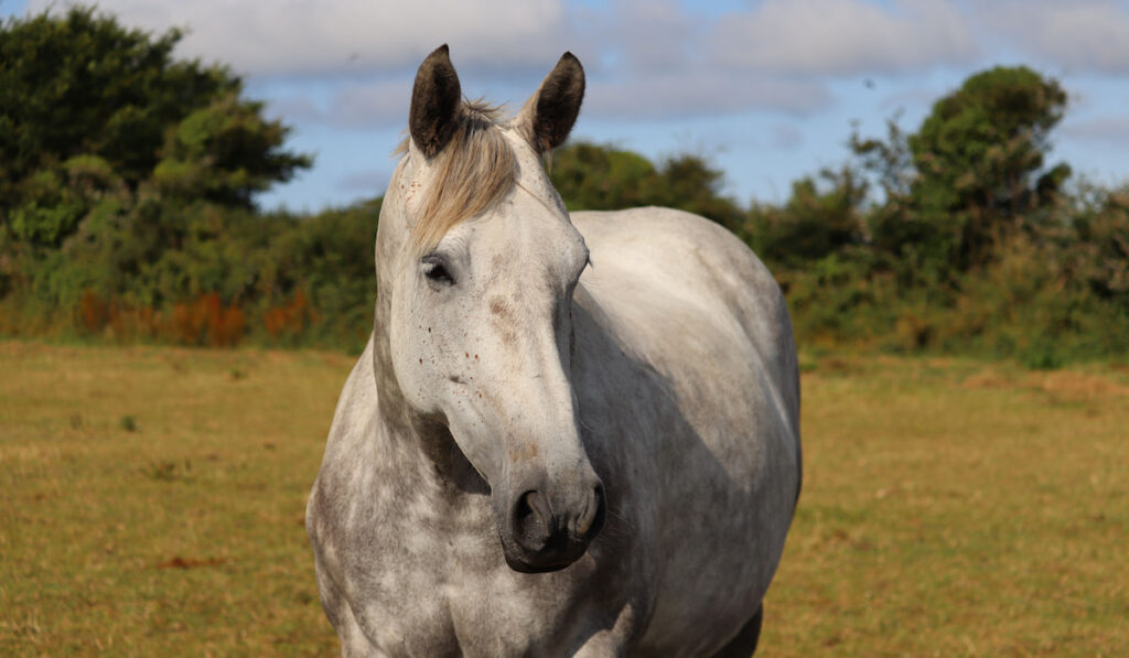 Portrait of a dapple irish draught horse mare