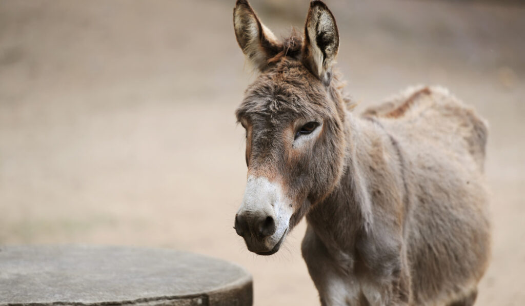 Portrait of a donkey on farm.