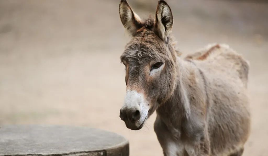 Portrait of a donkey on farm.
