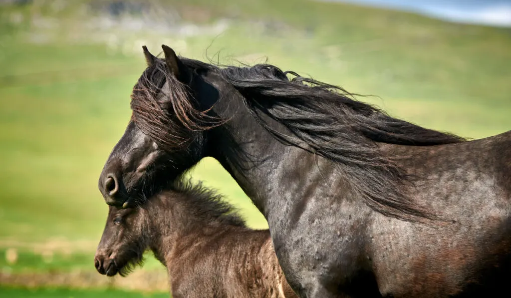 Portrait of a fell pony mare and its kid