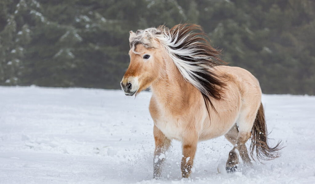 Portrait of a norwegian fjord horse galloping across a snowy paddock