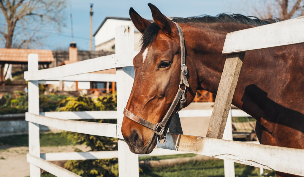 Portrait of a red horse under the sunny weather behind a wooden fence