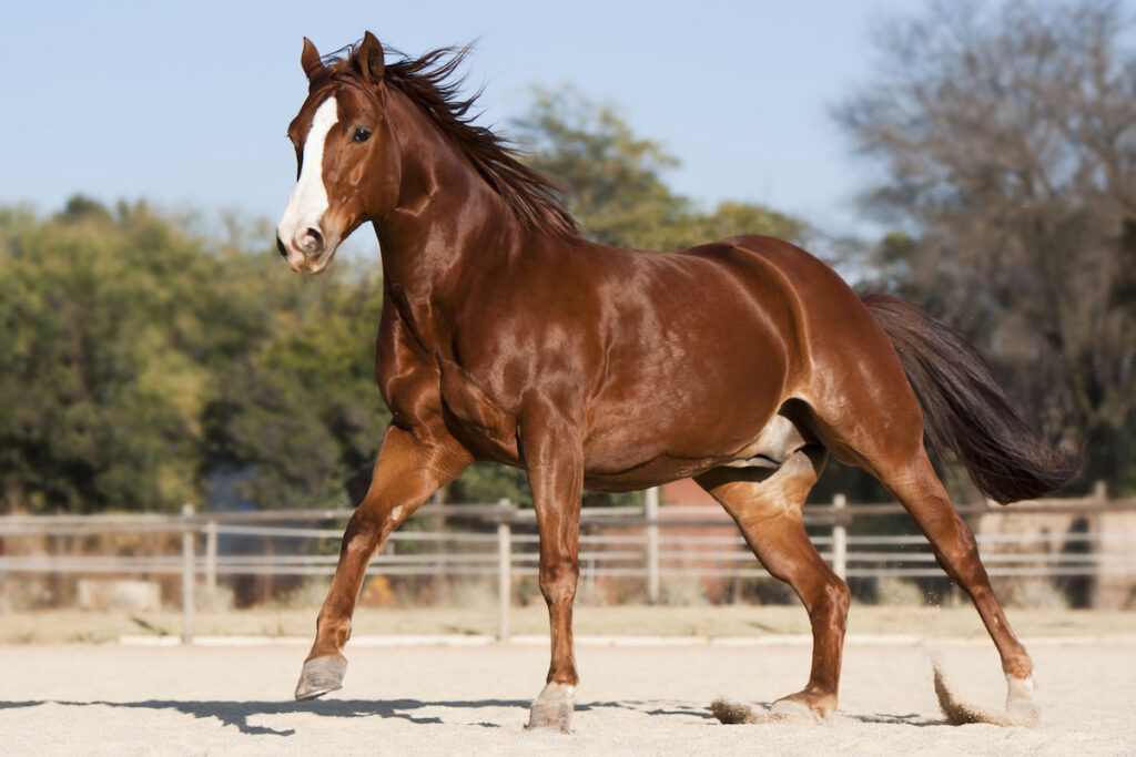 Portrait of an American Quarter horse 