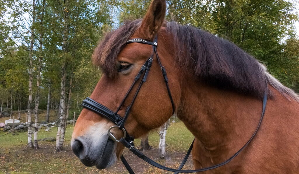 Portrait of an Ardenner horse