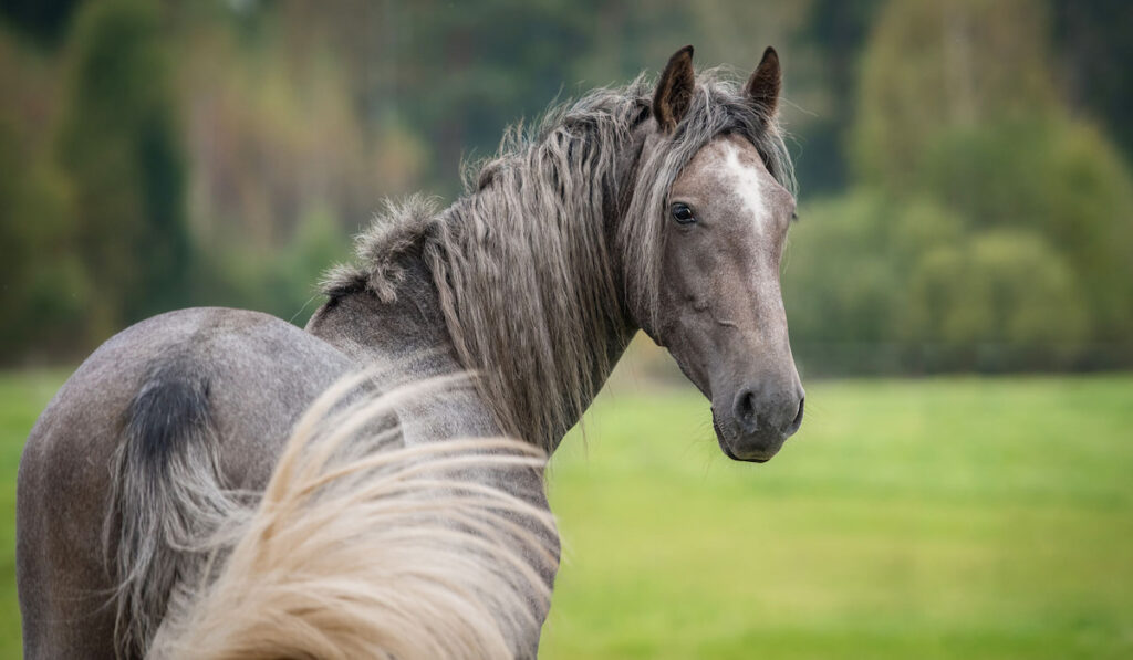 Portrait of beautiful grey Andalusian horse 