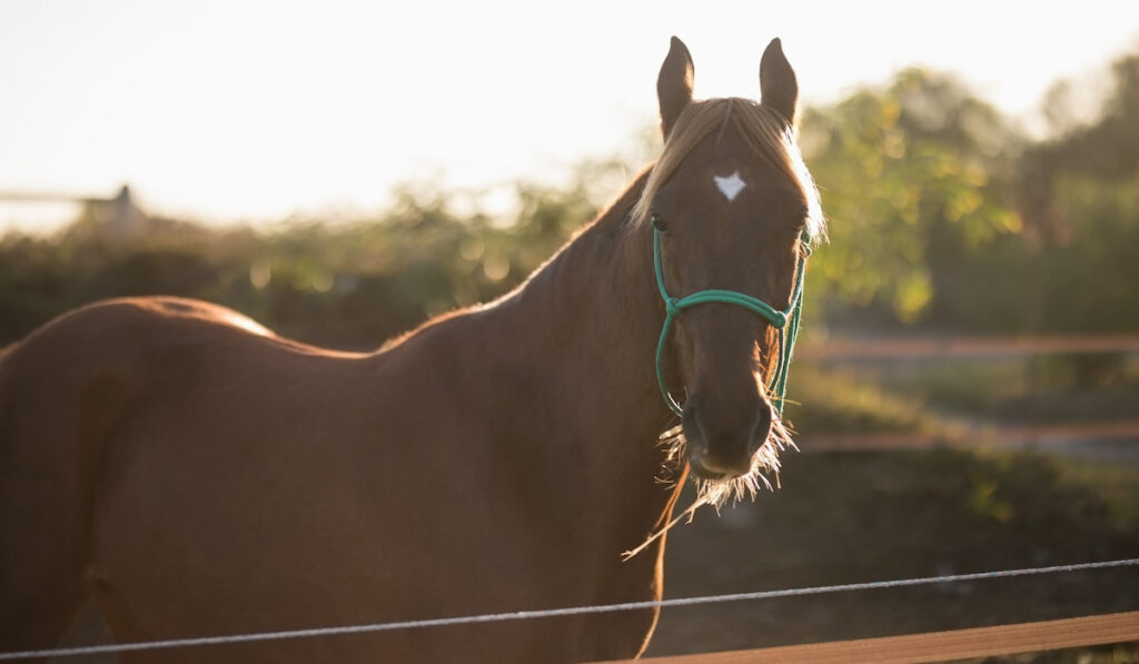 Portrait of brown horse standing at barn 