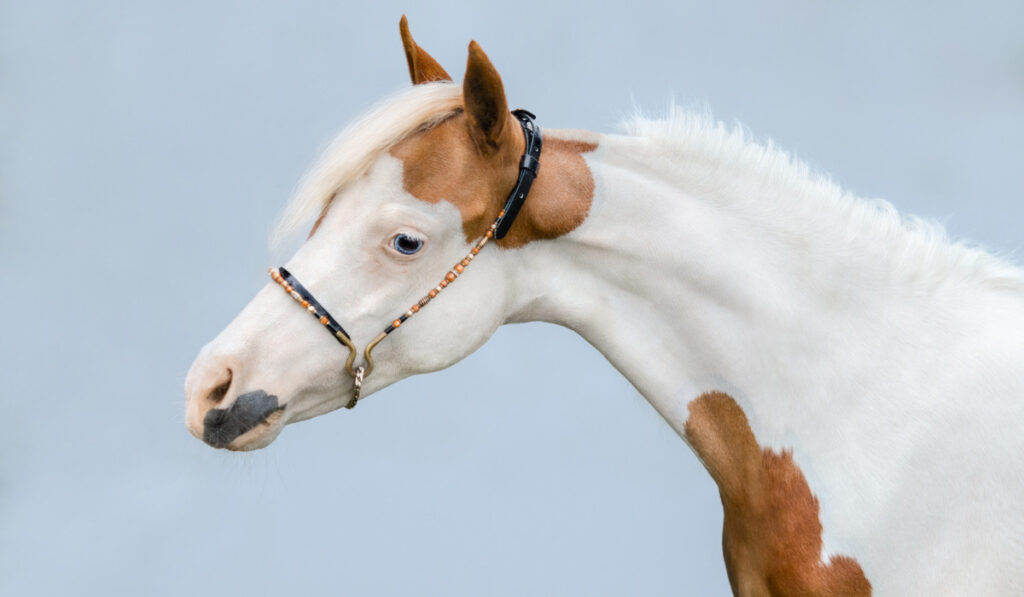 Portrait of paint American Miniature Horse on blue background. ee220329