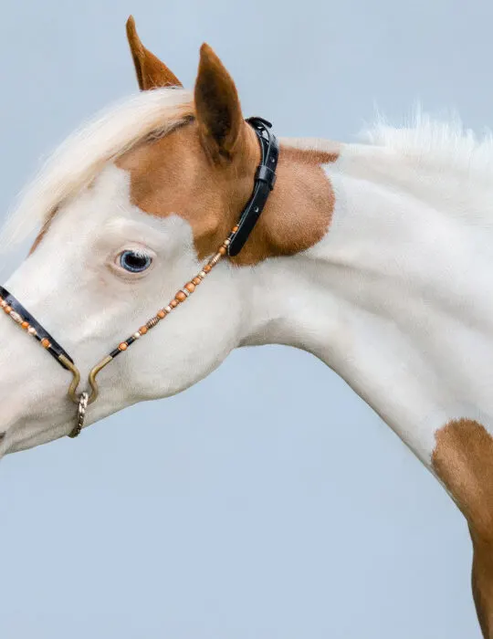 Portrait-of-paint-American-Miniature-Horse-on-blue-background.-ee220329
