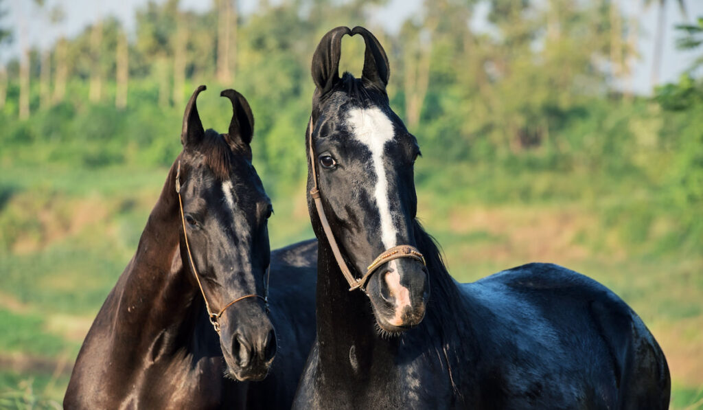 Portrait of two Marwari Horses