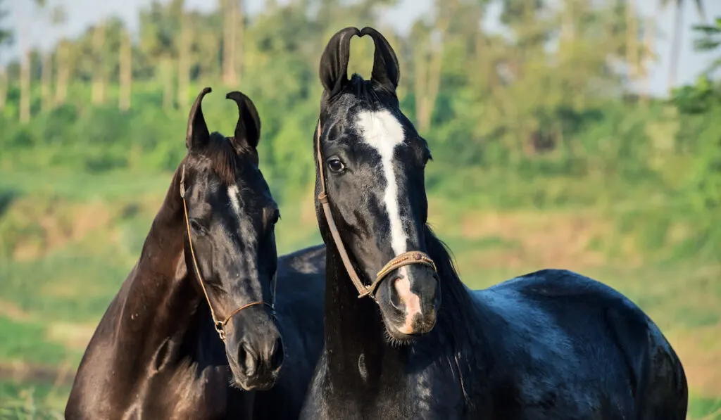 Different Draft Horse Breeds: Strength, Stamina, and Legacy Unveiled