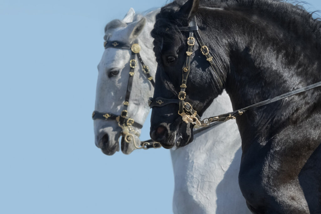 Portrait of two andalusian horses in motion on sky background