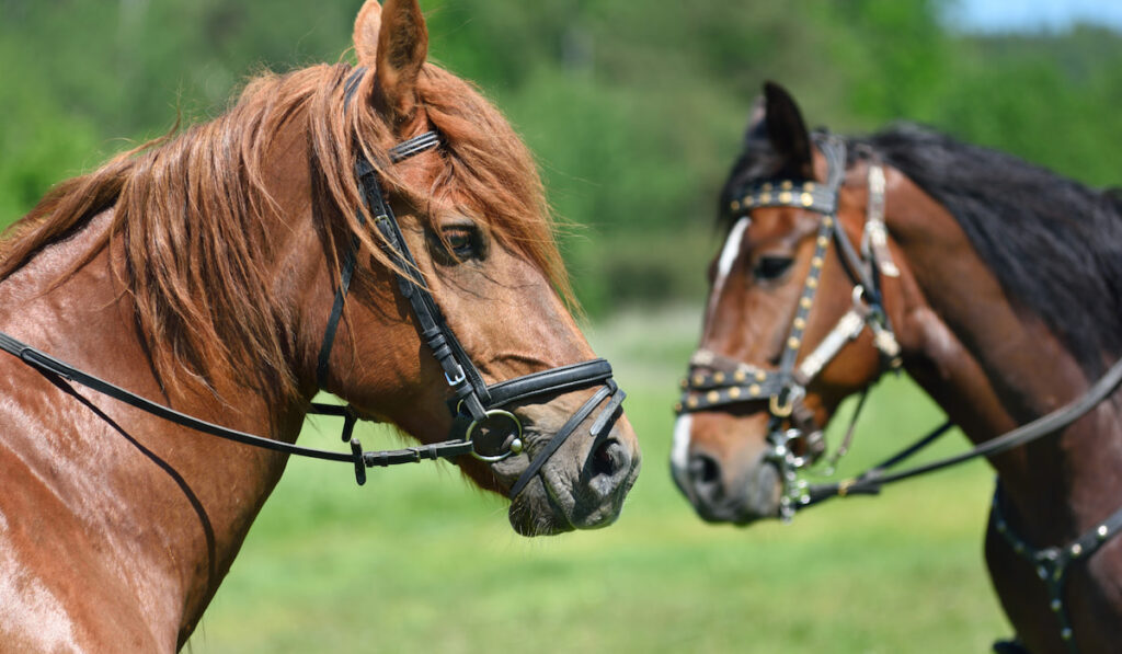 Portrait of two horses brown and black on blurry background 