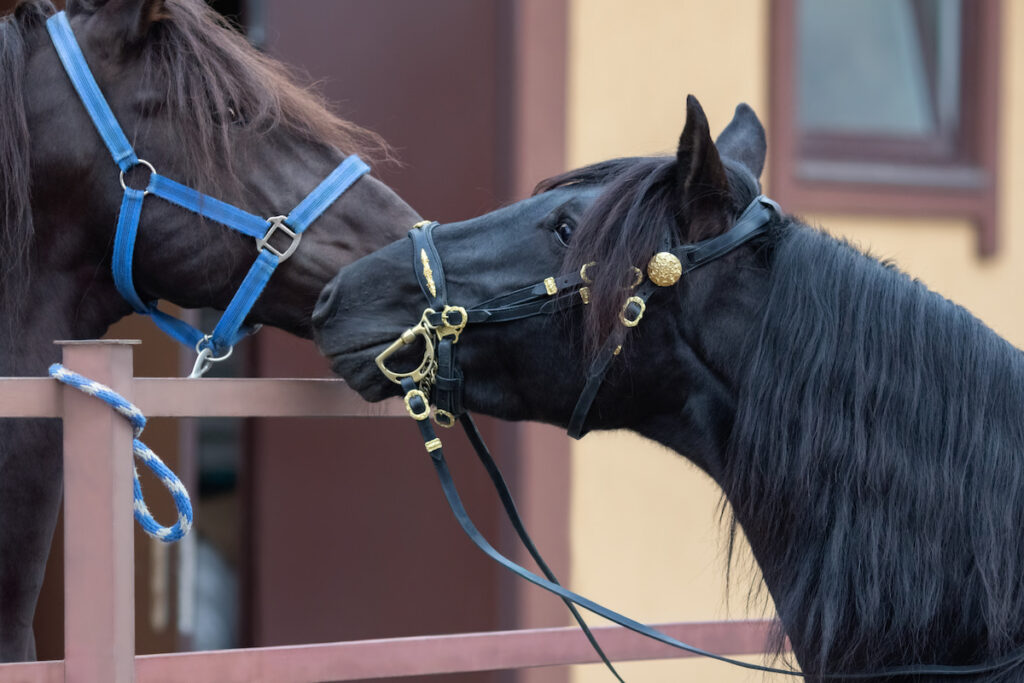 Portrait of two Spanish horses in stable. Two stallions getting to know each other.