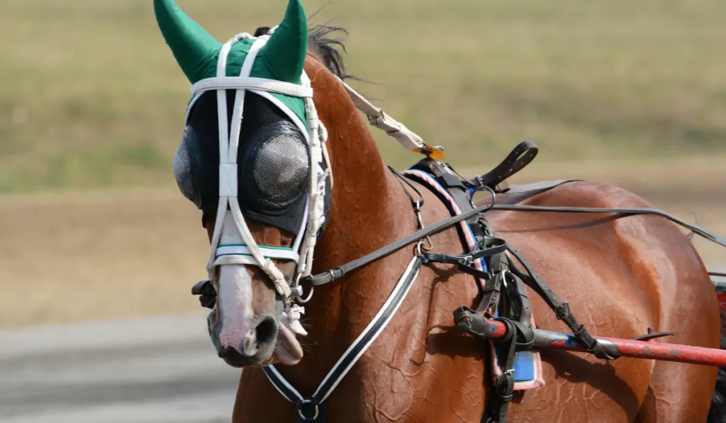 Potrait of a red horse trotter breed in motion on hippodrome.