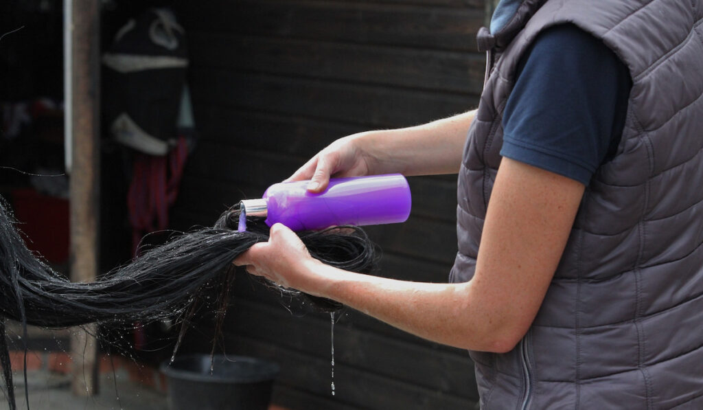 Pouring shampoo onto horses tail to wash