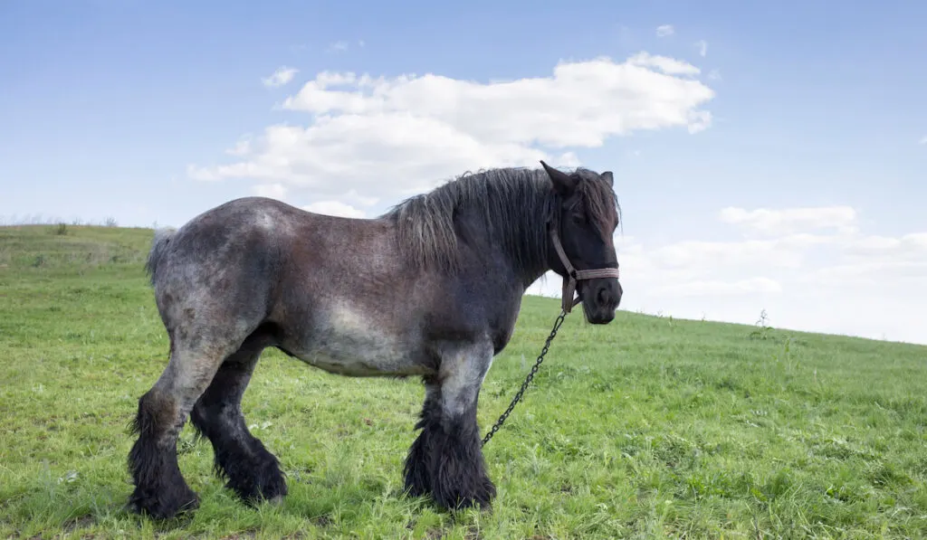 Powerful Belgian Draft horse standing in moldavian field