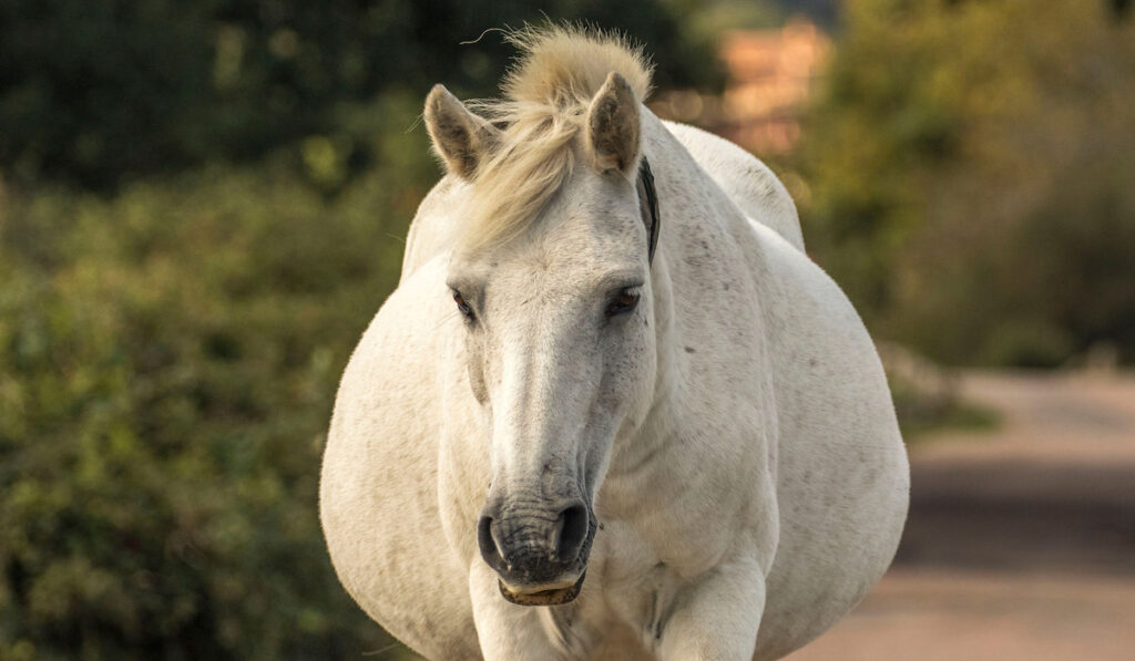 Pregnant Grey Horse walking on the farm