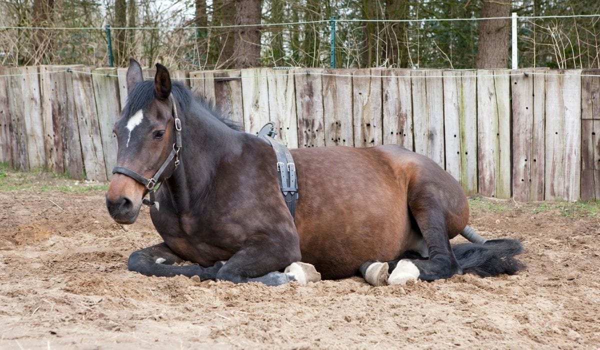 Pregnant Horse Sitting