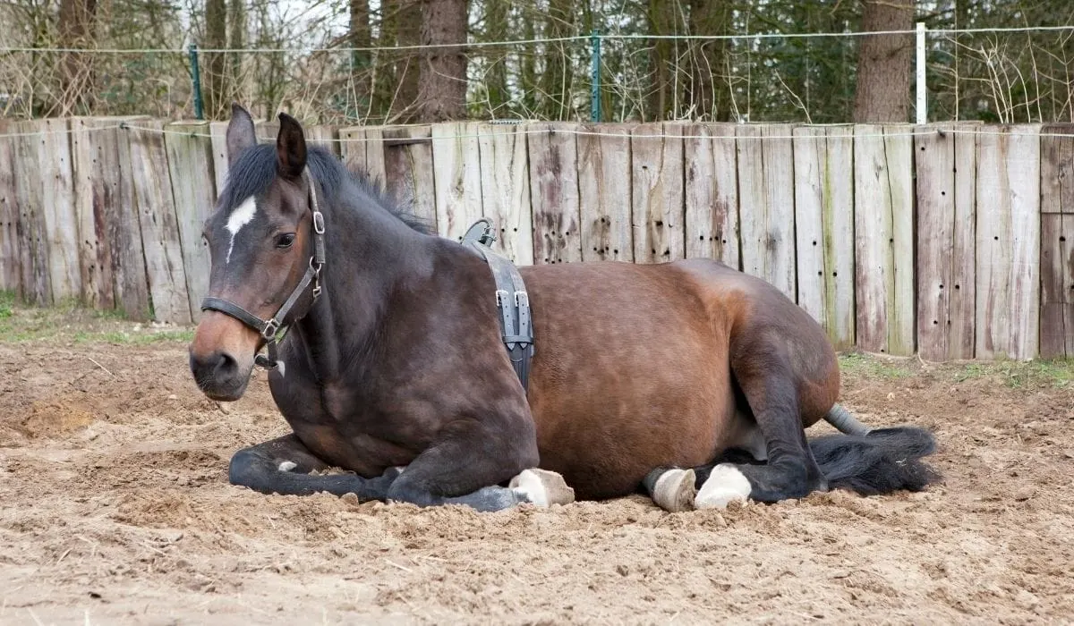 13 Ways to Tell If a Horse Is Pregnant - Helpful Horse Hints