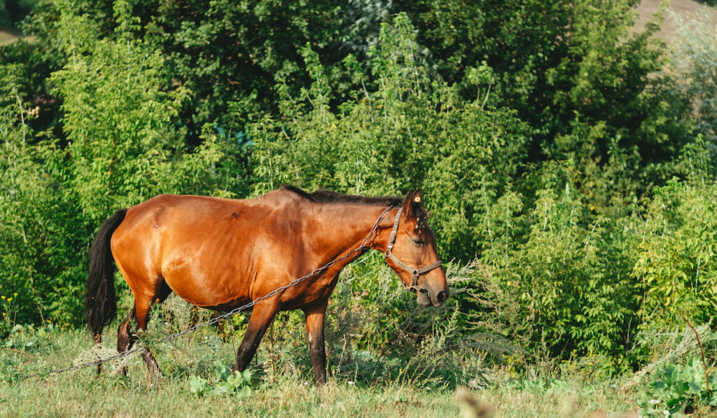 Pregnant horse in green field eating grass
