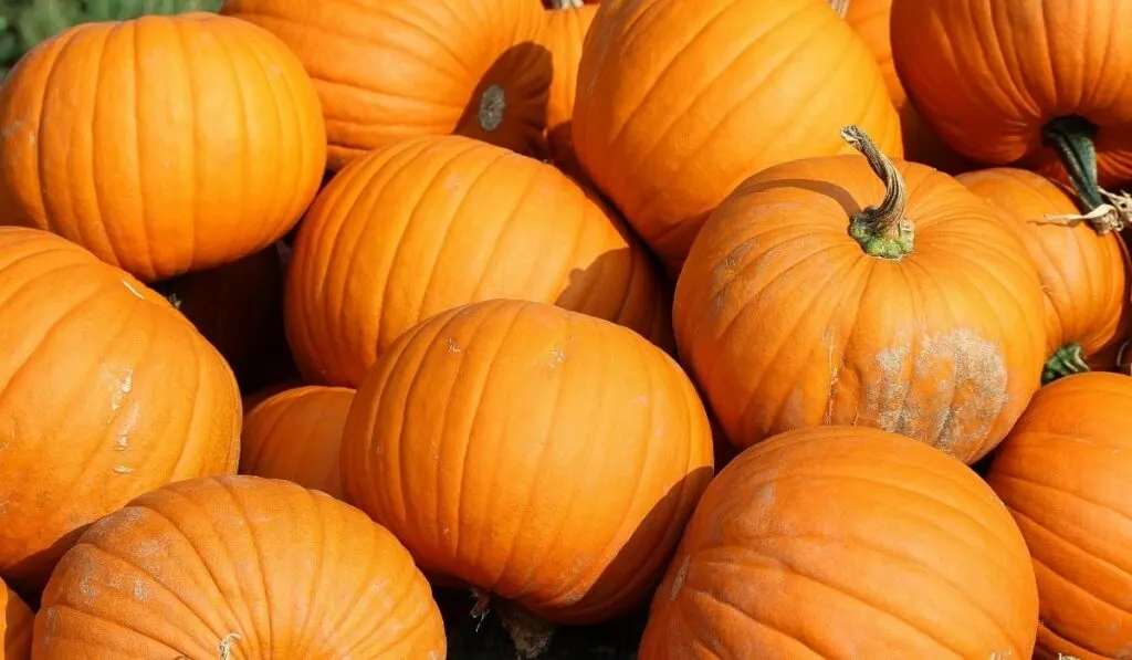 Bunch of Pumpkins outdoor