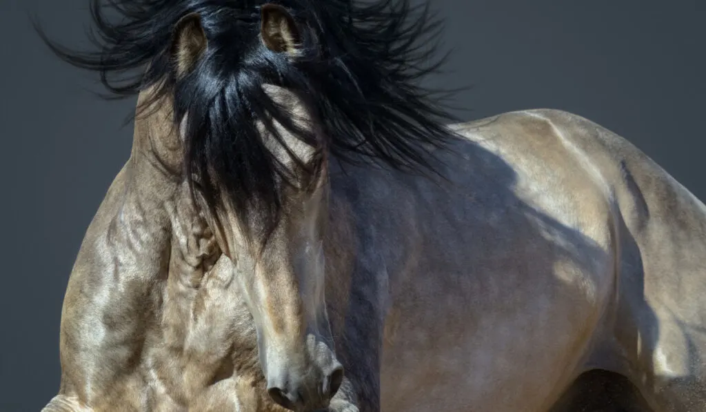 close up photo of purebred andalusian horse