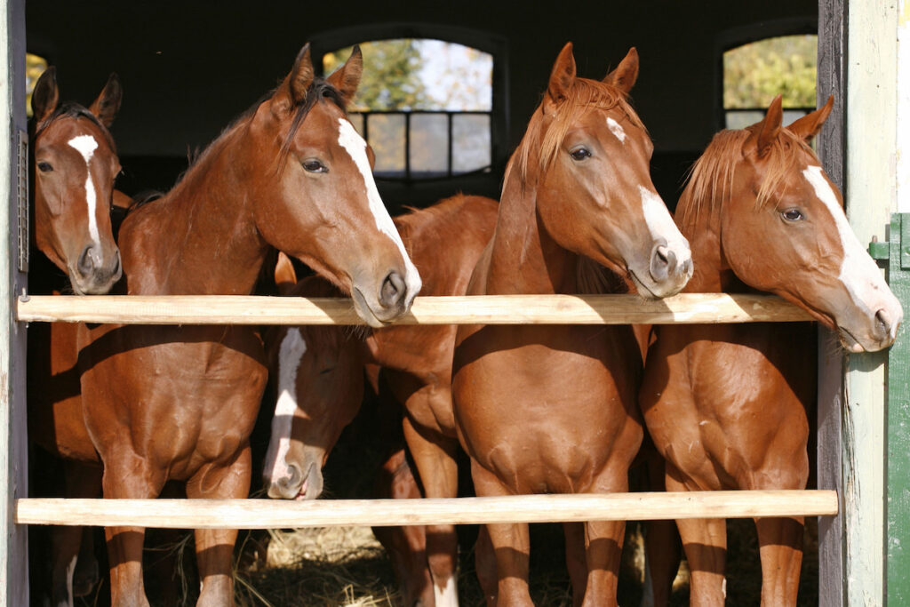 Purebred anglo-arabian chestnut horses standing at the barn door 
