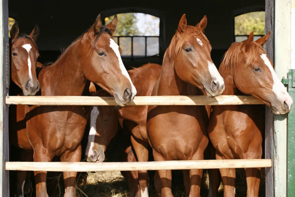 Purebred anglo-arabian chestnut horses standing at the barn door