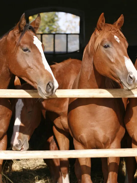 Purebred anglo-arabian chestnut horses standing at the barn door