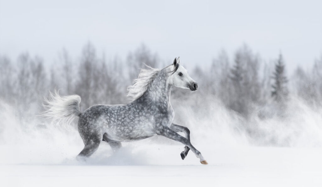 Purebred grey arabian horse galloping during blizzard