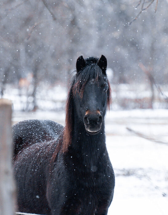 purebred hackney pony in the snow checking out the camera