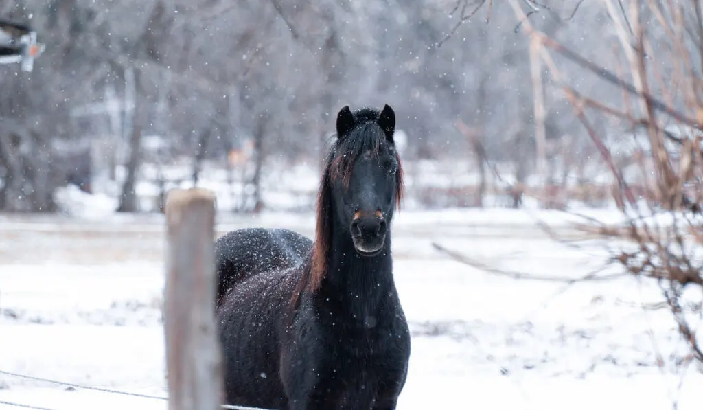 Purebred hackney pony on the snow behind the fence