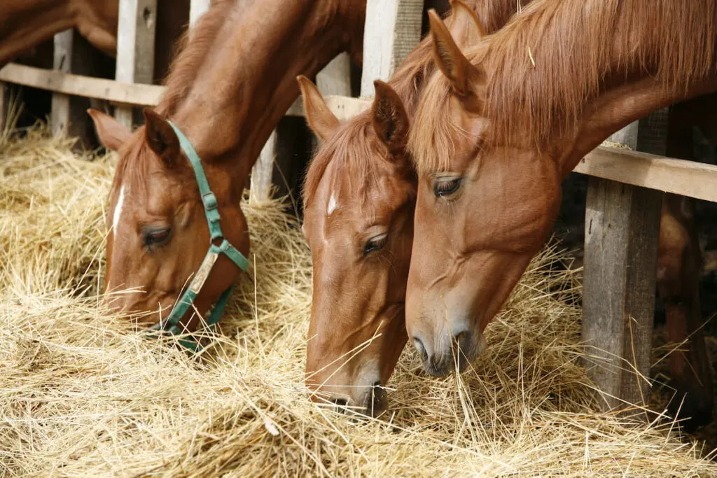 Purebred horses eating fresh hay between the bars of an old wooden fence.