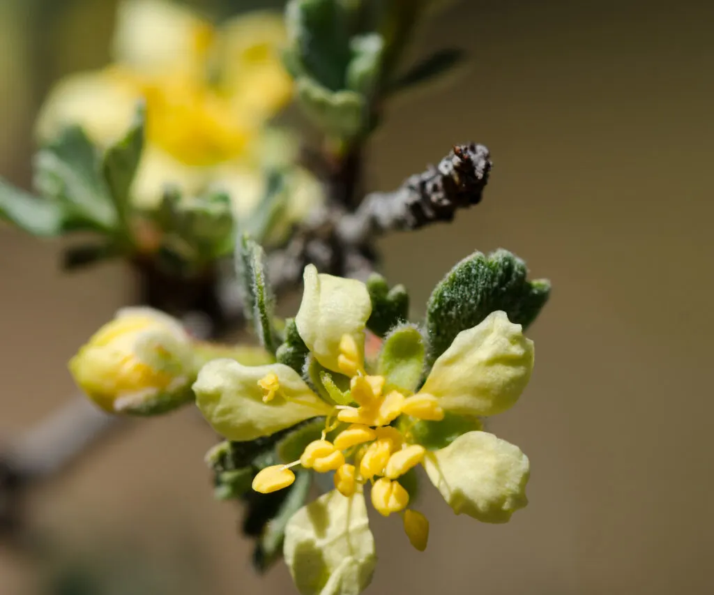 Purshia tridentata flower plant blurry background 