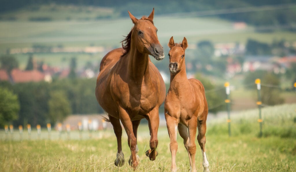 Quarter Horse running in the field