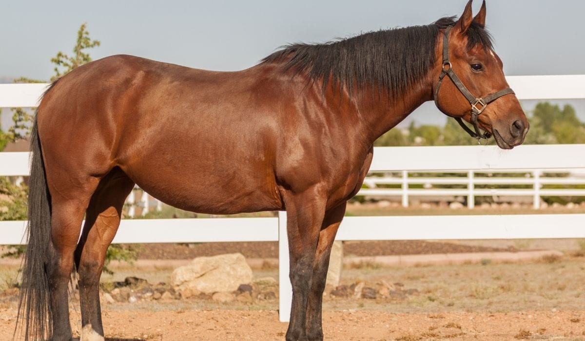 Hancock Horses A Look at A Historic Line of Ranch Horses Helpful Horse Hints